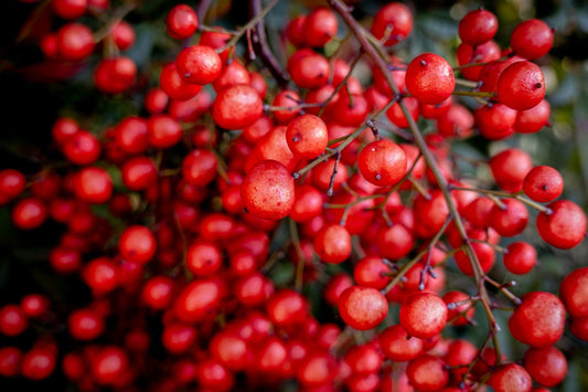 Cranberries and Kidney Health: What Science Tells Us